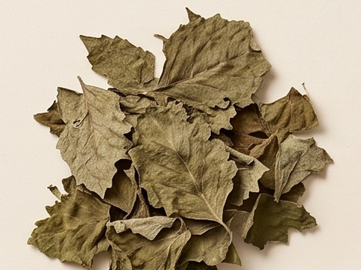 Dried patchouli leaves on a cream background